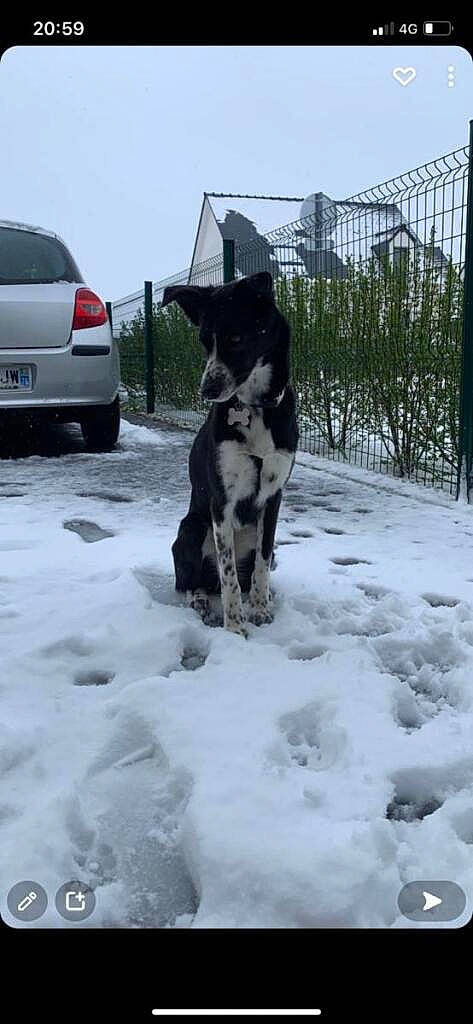Paya a rejoint le concours — aidez-le/la à gagner de superbes lots ! australian_cattle_dog, automotive_lighting, automotive_tire, bumper, car, carnivore, dog, dog_breed, fence, fender, freezing, herding_dog, sky, snow, tire, vehicle, vehicle_door, vehicle_registration_plate, wheel, winter