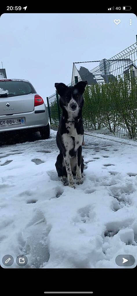 Paya participe au concours pour gagner de l'argent avec cette photo : automotive_exterior, automotive_lighting, automotive_tire, car, carnivore, dog, dog_breed, fender, freezing, hood, motor_vehicle, plant, sky, snout, snow, tire, trunk, vehicle, vehicle_registration_plate, wheel