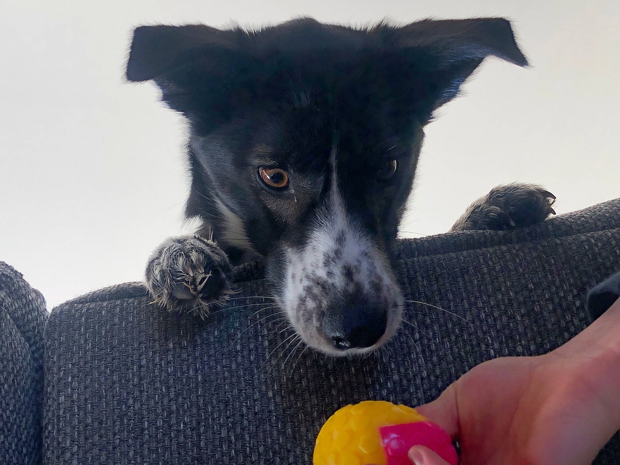 Paya participe au concours pour gagner de l'argent avec cette photo : carnivore, collar, companion_dog, dog, dog_breed, dog_collar, fur, herding_dog, nail, sporting_group, whiskers, working_animal, working_dog