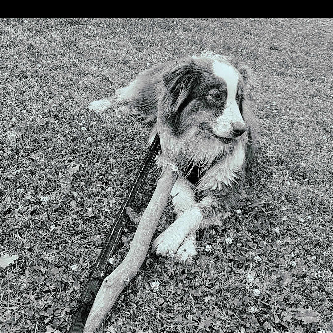Vicky participe au concours pour gagner de l'argent avec cette photo : animal, black_and_white, canine, companion, dog, field, fur, grass, laying_down, leash, muzzle, nature, outdoor, paw, pet, playful, relaxed, resting, side_view, stick