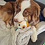 animal, blanket, brown_and_white, comfort, companion, couch, cozy, crocheted_toy, cute, dog, fur, home, indoor, paw, pet, relaxed, resting, snuggle, soft, toy