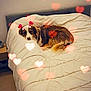 Vicky participe au concours pour gagner de l'argent avec cette photo : bed, blanket, brown, comfort, cozy, cute, dog, fur, furniture, headboard, heart_filter, indoor, nightstand, pet, relaxing, resting, room, sleeping, soft_lighting, white