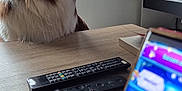 Vicky participe au concours pour gagner de l'argent avec cette photo : animal, blinds, curious, desk, dog, fur, furniture, house, indoor, light, modern, pet, phone, remote_control, screen, side_view, table, technology, tricolor, window