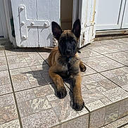 Bounty participe au concours pour gagner de l'argent avec cette photo : dog, puppy, animal, pet, ears, step, tile, door, outdoor, sunlight, shadow, brown, black, young, canine, relaxed, front_door, house, resting, curious
