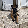 dog, puppy, animal, pet, ears, step, tile, door, outdoor, sunlight, shadow, brown, black, young, canine, relaxed, front_door, house, resting, curious