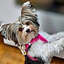 dog, pet, fluffy, pink_harness, bow, cute, indoor, wooden_floor, curious, small_dog, long_ear, fur, animal, portrait, closeup, domestic, companion, friendly, looking, playful