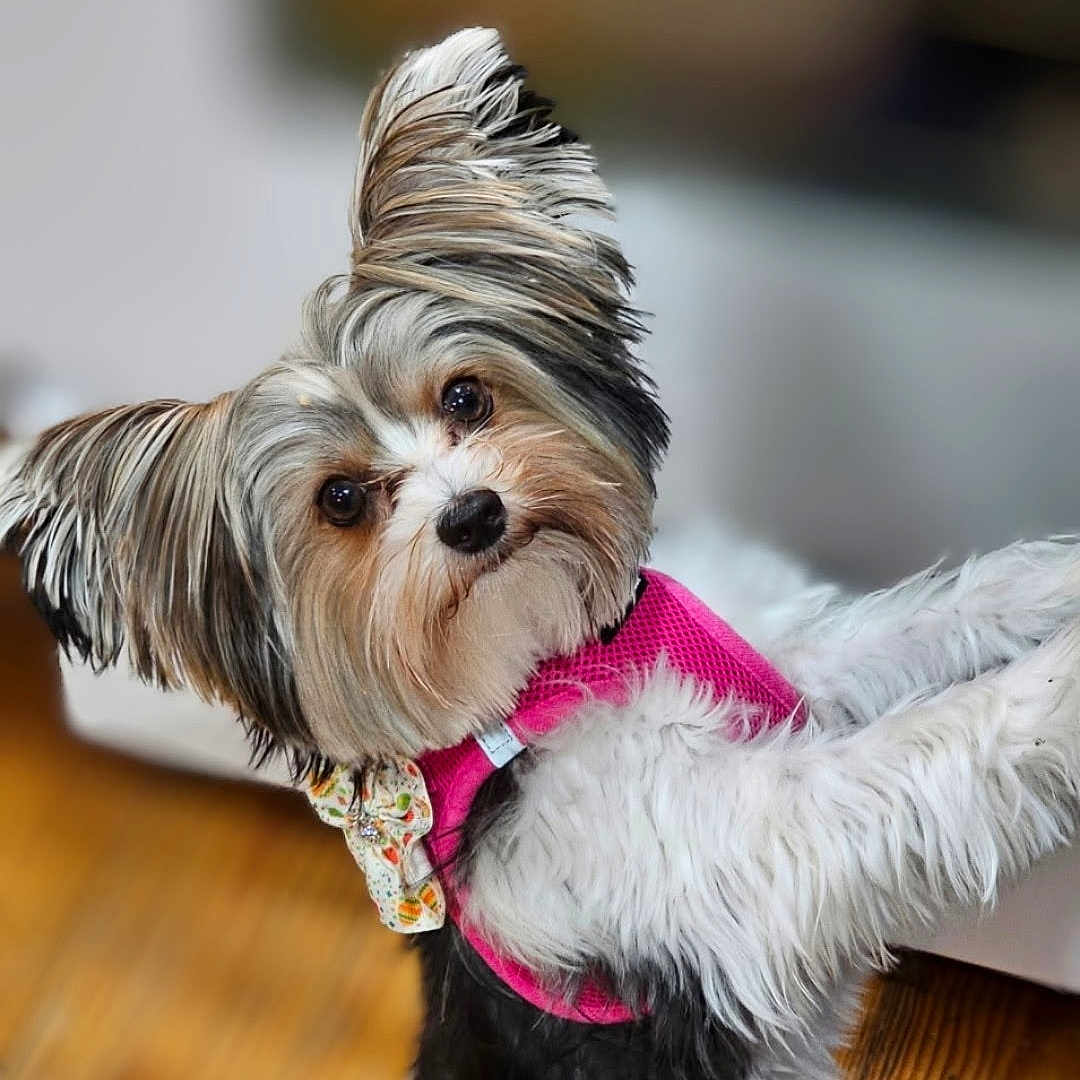 Lexi joined the competition — help win amazing prizes! animal, bow, closeup, companion, curious, cute, dog, domestic, fluffy, friendly, fur, indoor, long_ear, looking, pet, pink_harness, playful, portrait, small_dog, wooden_floor