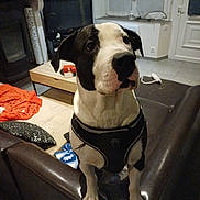 Saiko participe au concours pour gagner de l'argent avec cette photo : dog, black_and_white, harness, leather_couch, living_room, television, coffee_table, blanket, floor, tile_floor, indoor, pet, curious, furniture, household, canine, domestic_animal, looking_up, ears, paws