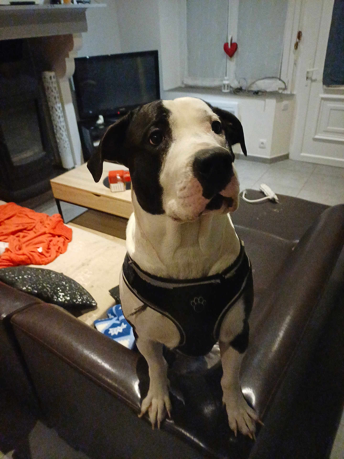 Saiko participe au concours pour gagner de l'argent avec cette photo : dog, black_and_white, harness, leather_couch, living_room, television, coffee_table, blanket, floor, tile_floor, indoor, pet, curious, furniture, household, canine, domestic_animal, looking_up, ears, paws