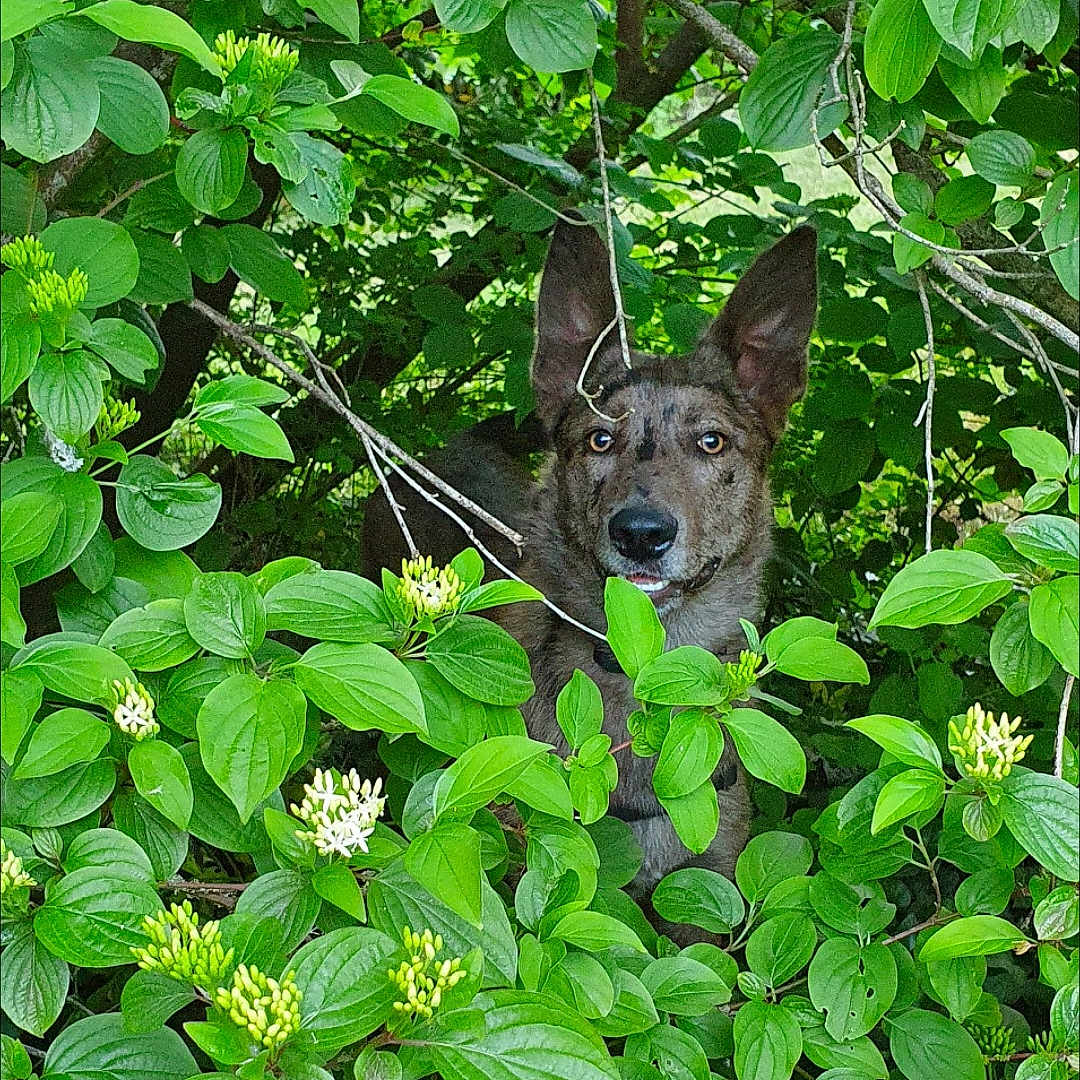 Sky a rejoint le concours — aidez-le/la à gagner de superbes lots ! animal, bush, camouflage, canine, dog, ears, eyes, flora, flower, forest, greenery, leaves, nature, outdoor, pet, plant, snout, summer, watchful, wild