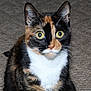 Sophie is registered to the contest to win money with this photo: cat, calico_cat, pet, animal, fur, whiskers, ears, eyes, carpet, indoor, mammal, closeup, sitting, curious, cute, domestic_animal, feline, portrait, looking, face