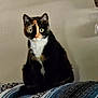 Sophie is registered to the contest to win money with this photo: cat, calico, animal, pet, sitting, indoor, blanket, striped, feline, fur, whiskers, ears, eyes, curious, cozy, texture, pattern, resting, portrait, wall