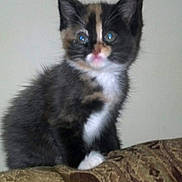 Sophie is registered to the contest to win money with this photo: kitten, calico, cat, feline, pet, animal, cute, fur, whiskers, ears, eyes, cushion, pattern, indoor, wall, curious, small, sitting, young, fluffy