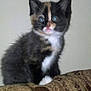 kitten, calico, cat, feline, pet, animal, cute, fur, whiskers, ears, eyes, cushion, pattern, indoor, wall, curious, small, sitting, young, fluffy
