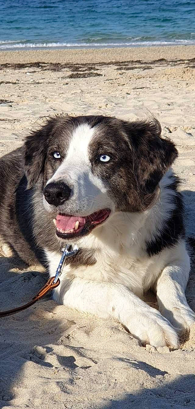 Indra participe au concours pour gagner de l'argent avec cette photo : ancient_dog_breeds, canidae, carnivore, collar, companion_dog, dog, dog_breed, dog_collar, fur, plant, snout, sporting_group, terrestrial_animal, whiskers, working_animal, working_dog