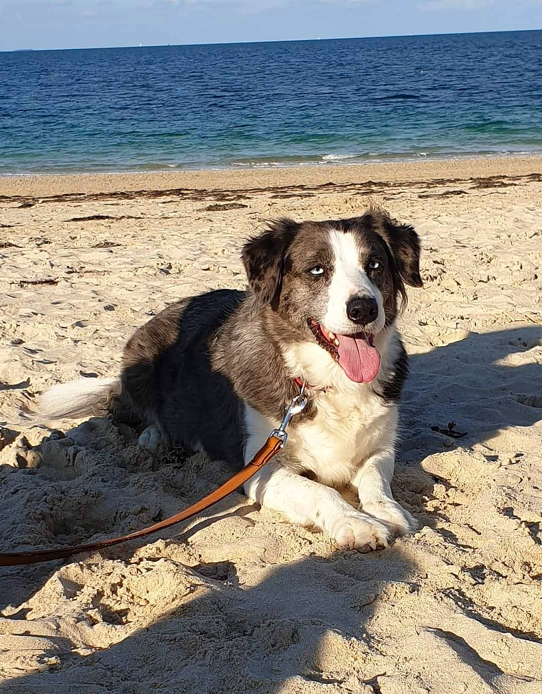 Indra participe au concours pour gagner de l'argent avec cette photo : beach, blue, carnivore, cloud, collar, companion_dog, dog, dog_breed, dog_collar, horizon, lake, landscape, ocean, sand, sky, snout, soil, sporting_group, summer, water