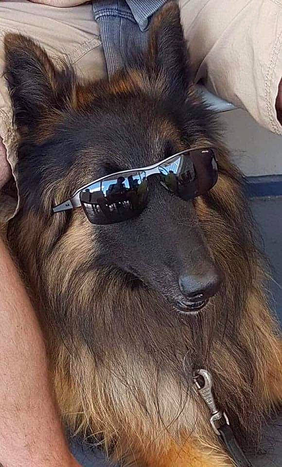 Newton a rejoint le concours — aidez-le/la à gagner de superbes lots ! beard, canidae, collar, dog_breed, electric_blue, eyewear, facial_hair, felidae, fur, liver, moustache, pet_supply, primate, snout, sunglasses, tail, terrestrial_animal, whiskers, wildlife, working_animal