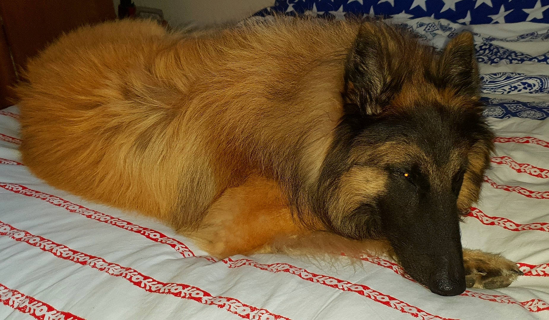 Newton participe au concours pour gagner de l'argent avec cette photo : carnivore, companion_dog, dog, dog_breed, east_european_shepherd, fawn, flooring, foot, fur, german_shepherd_dog, herding_dog, king_shepherd, liver, old_german_shepherd_dog, paw, snout, terrestrial_animal, wood, working_animal, working_dog