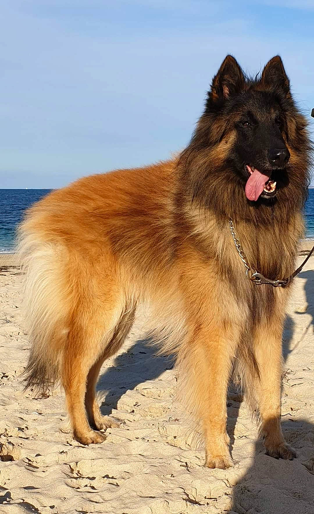 Newton participe au concours pour gagner de l'argent avec cette photo : ancient_dog_breeds, beach, canidae, carnivore, companion_dog, dog, dog_breed, fur, giant_dog_breed, guard_dog, king_shepherd, liver, sky, snout, sporting_group, tail, terrestrial_animal, water, working_animal, working_dog