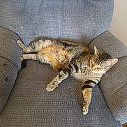 Thor is registered to the contest to win money with this photo: animal, armchair, cat, chair, cozy, cute, domestic_animal, feline, fur, furniture, indoor, mammal, paw, pet, relaxed, resting, sleeping, striped, tabby, whiskers