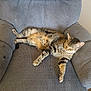 animal, armchair, cat, chair, cozy, cute, domestic_animal, feline, fur, furniture, indoor, mammal, paw, pet, relaxed, resting, sleeping, striped, tabby, whiskers