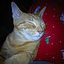 Sully joined the competition — help win amazing prizes! cat, orange_tabby, sleeping, cozy, pajamas, red_clothing, christmas_pattern, closeup, pet, fur, whiskers, indoor, resting, cute, animal, content, snuggling, warm, soft_light, relaxing