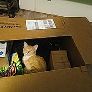 Sully joined the competition — help win amazing prizes! cat, orange_cat, black_cat, cardboard_box, indoor, pet, animal, feline, box, sitting, curious, cozy, packaging, beverage_box, floor, home, domestic, two_cats, hidden, cute