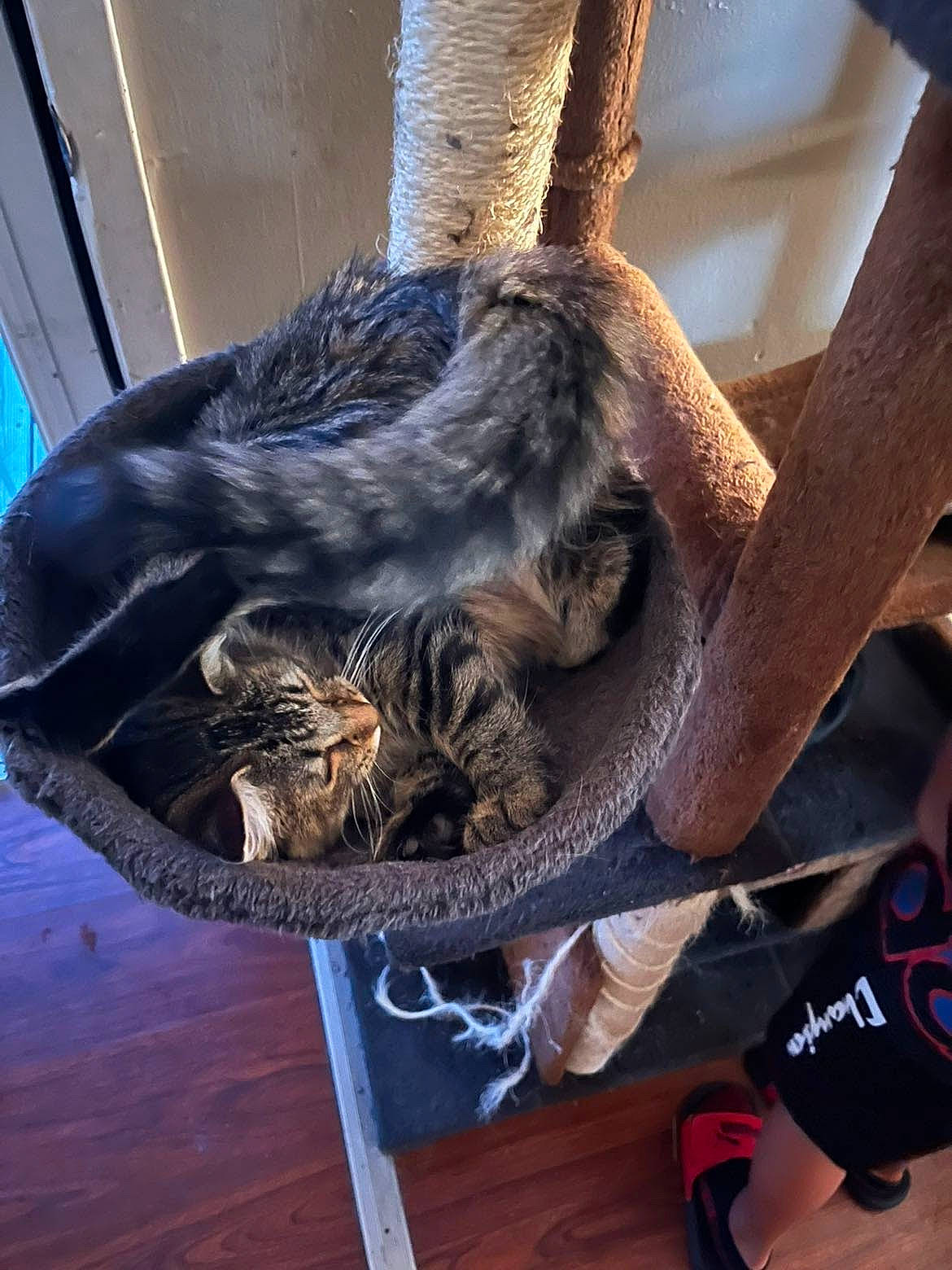 Monkey is registered to the contest to win money with this photo: carnivore, cat, cat_supply, claw, comfort, domestic_short_haired_cat, felidae, fur, hardwood, metal, small_to_medium_sized_cats, snout, tail, terrestrial_animal, whiskers, wood