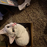 J. B. For Jack Bauer is registered to the contest to win money with this photo: cardboard_box, carpet, cat, cozy, curious, cute, domestic_animal, feline, floor, household, indoor, laptop, looking_up, pet, playful, small_box, socks, tongue_out, whiskers, white_cat