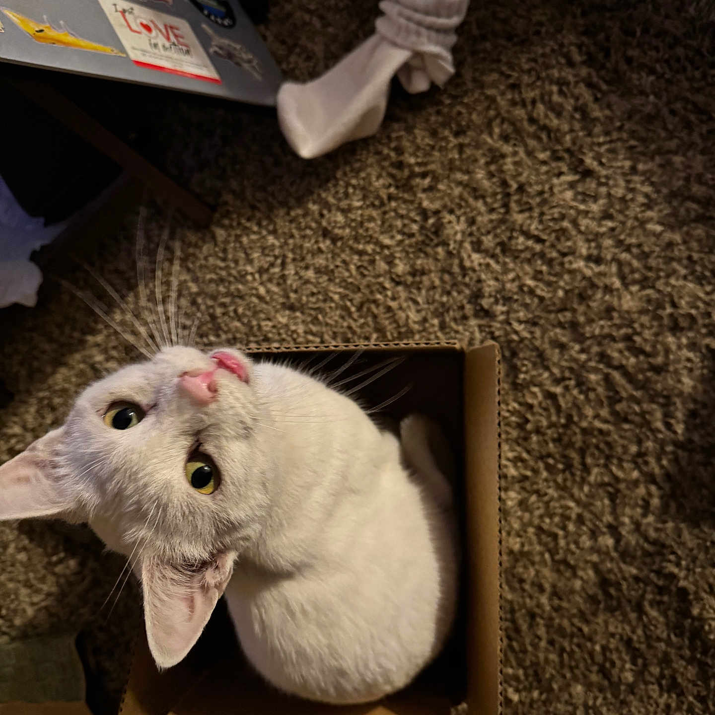 J. B. For Jack Bauer is registered to the contest to win money with this photo: cardboard_box, carpet, cat, cozy, curious, cute, domestic_animal, feline, floor, household, indoor, laptop, looking_up, pet, playful, small_box, socks, tongue_out, whiskers, white_cat