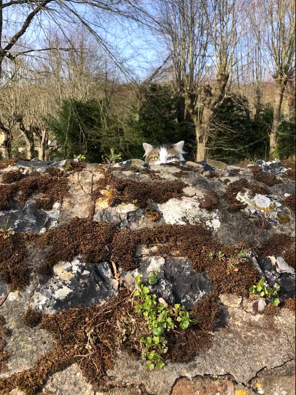Keira participe au concours pour gagner de l'argent avec cette photo : bedrock, geological_phenomenon, geology, grass, groundcover, landscape, natural_landscape, nature_reserve, outcrop, plant, shrub, sky, soil, stone_wall, tree, trunk, twig, winter, wood, woodland