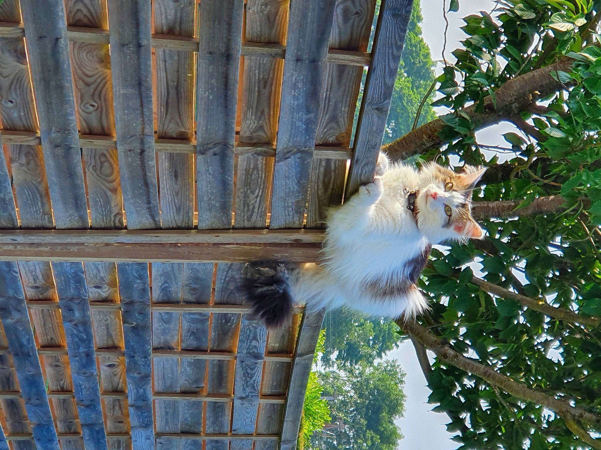 Keira participe au concours pour gagner de l'argent avec cette photo : carnivore, cat, fawn, felidae, fur, grass, light, mesh, metal, plant, plant_stem, small_to_medium_sized_cats, tail, tree, trunk, twig, whiskers, wildlife, wood