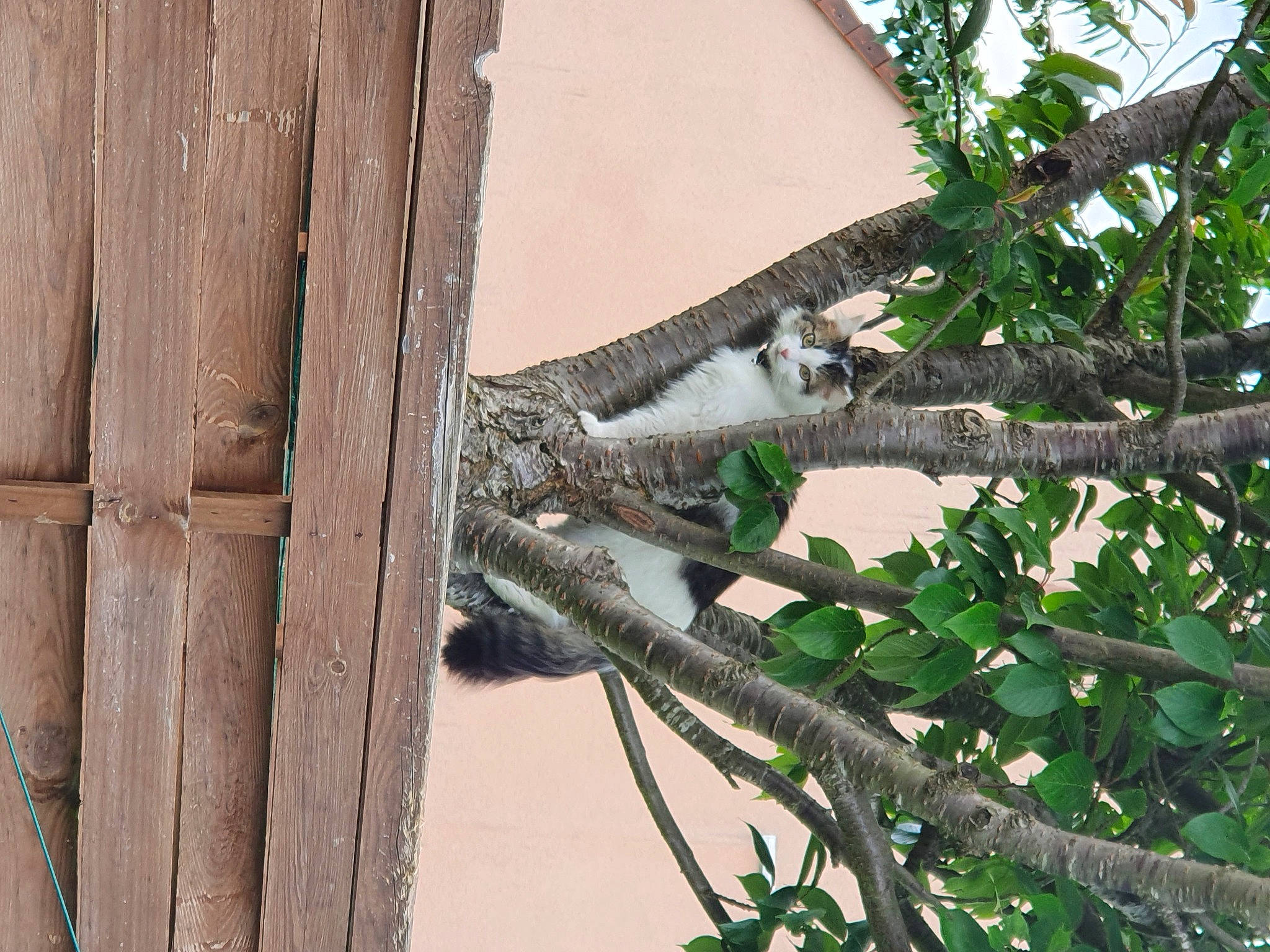 Keira a rejoint le concours — aidez-le/la à gagner de superbes lots ! iguania, lizard, mesh, plant, plant_stem, reptile, scaled_reptile, tail, terrestrial_animal, tree, trunk, twig, wildlife, window, wire_fencing, wood, zoo