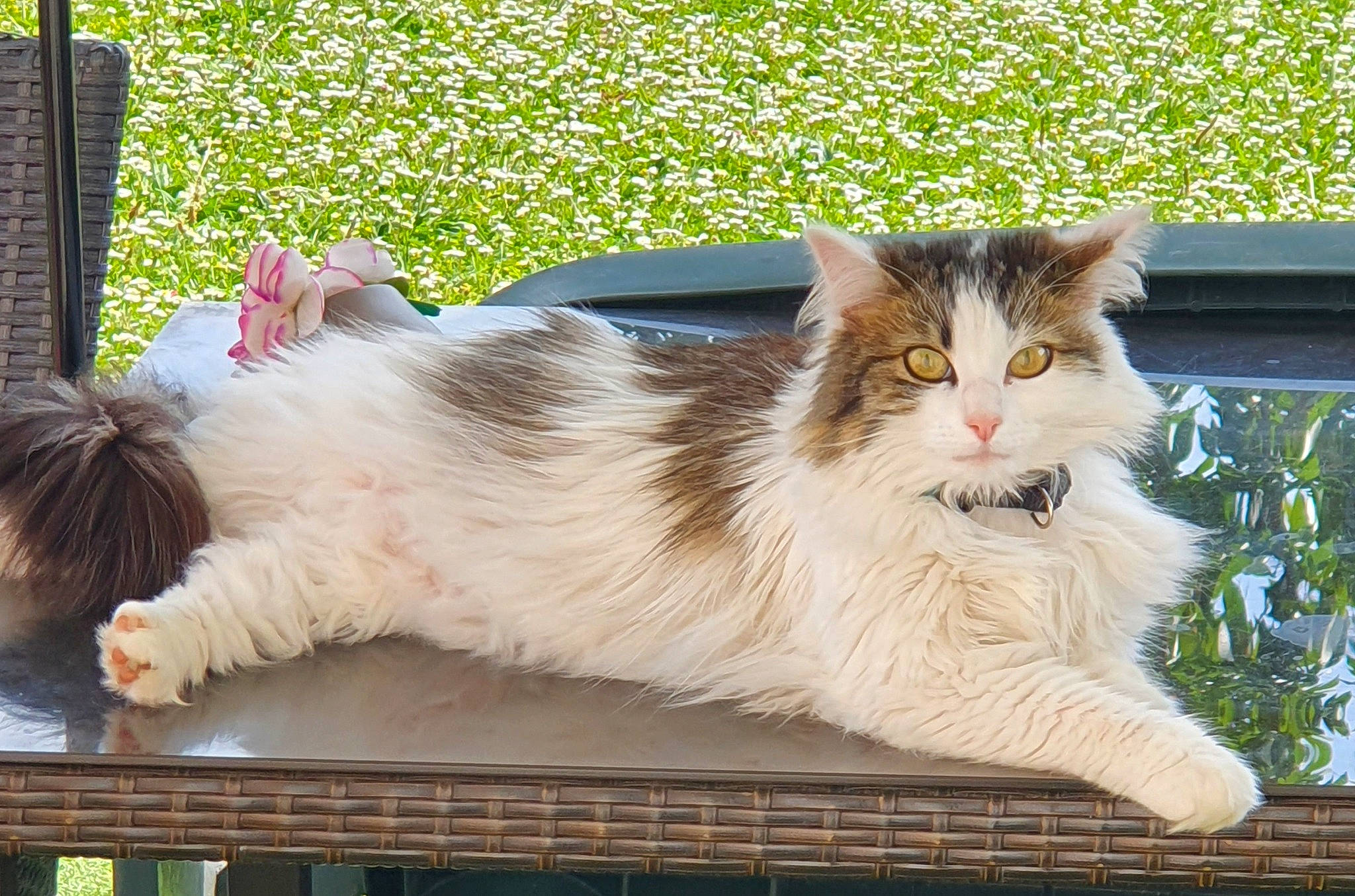 Keira a rejoint le concours — aidez-le/la à gagner de superbes lots ! carnivore, cat, claw, domestic_short_haired_cat, fawn, felidae, foot, fur, grass, groundcover, paw, plant, sitting, small_to_medium_sized_cats, snout, tail, terrestrial_animal, tree, whiskers, window