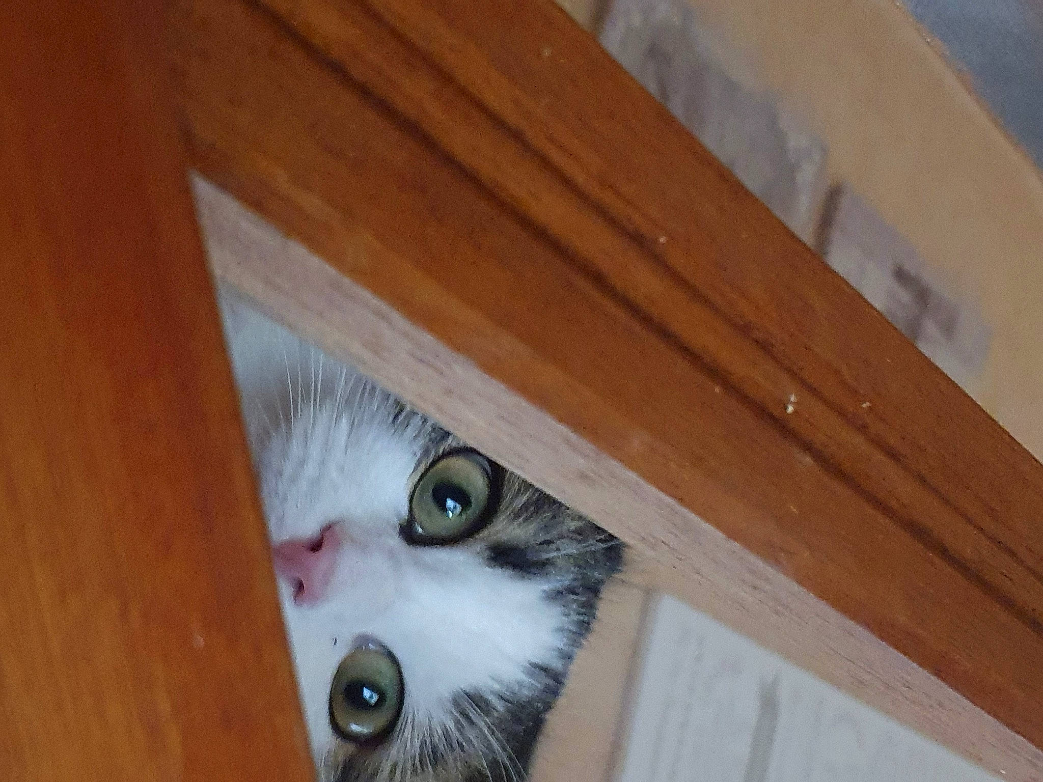 Keira a rejoint le concours — aidez-le/la à gagner de superbes lots ! brown, carnivore, cat, domestic_short_haired_cat, door, eye, felidae, flooring, fur, hardwood, head, plank, plywood, shelf, small_to_medium_sized_cats, snout, varnish, whiskers, wood, wood_stain