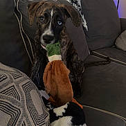 Lincoln is registered to the contest to win money with this photo: puppy, dog, brindle, toy, plush_toy, couch, blanket, pillow, indoor, pet, animal, brown, black, white, blue_eye, cute, sitting, face, ears, tail