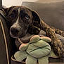 Lincoln joined the competition — help win amazing prizes! dog, brindle, couch, plush_toy, indoor, pet, resting, cozy, soft_toy, animal, canine, living_room, relaxed, furniture, companion, cute, domestic, brown, black, white