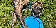 Lincoln joined the competition — help win amazing prizes! dog, brindle, frisbee, grass, outdoor, sunlight, paw, collar, pet, play, relaxed, animal, summer, nature, canine, resting, toy, greenery, daylight, leisure