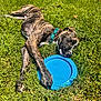 dog, brindle, frisbee, grass, outdoor, sunlight, paw, collar, pet, play, relaxed, animal, summer, nature, canine, resting, toy, greenery, daylight, leisure
