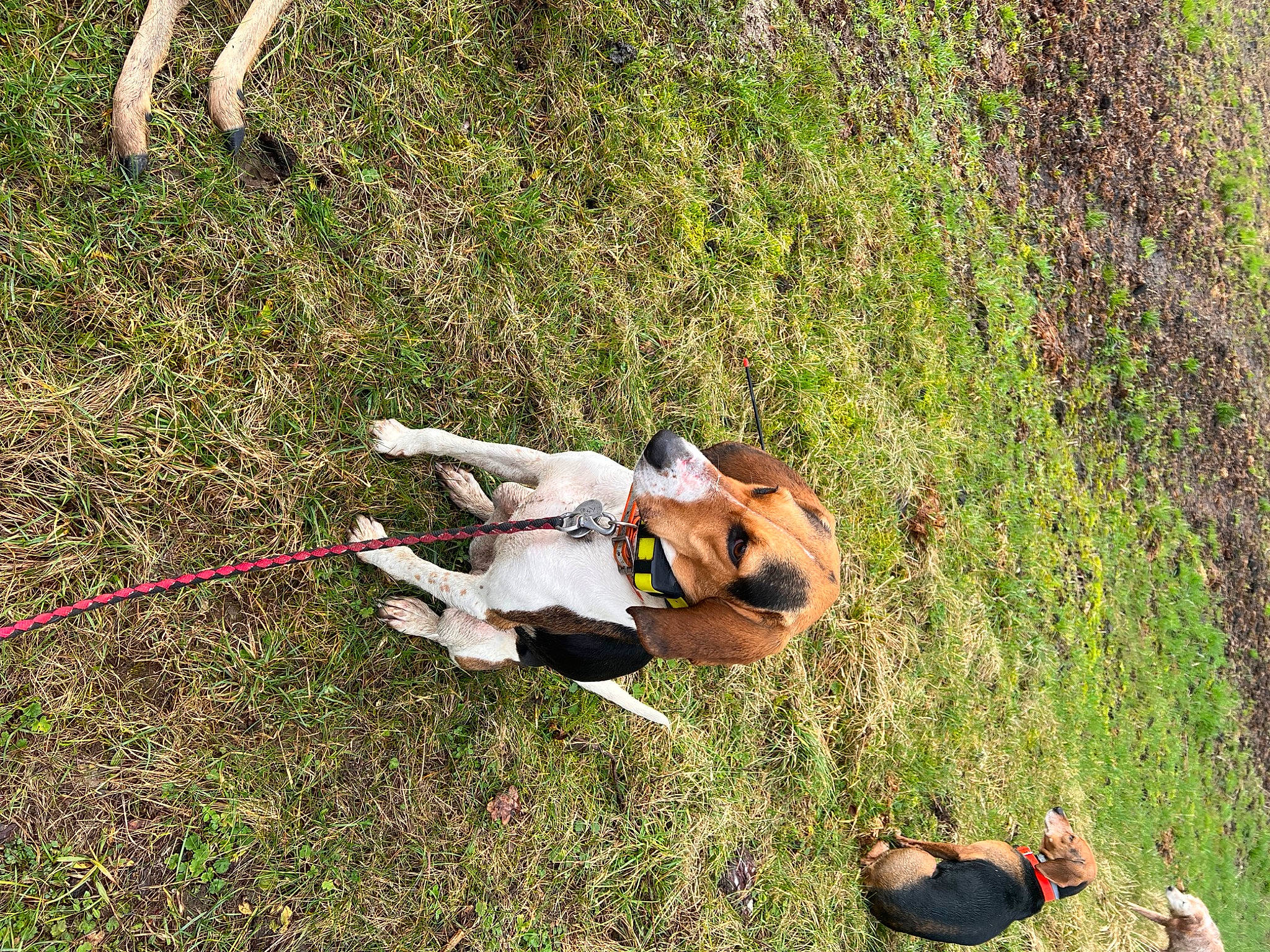Tsune participe au concours pour gagner de l'argent avec cette photo : adventure, canidae, carnivore, companion_dog, dog, dog_breed, fawn, fun, grass, grass_family, grassland, leash, leisure, pasture, people_in_nature, plant, recreation, sporting_group, tail, working_animal