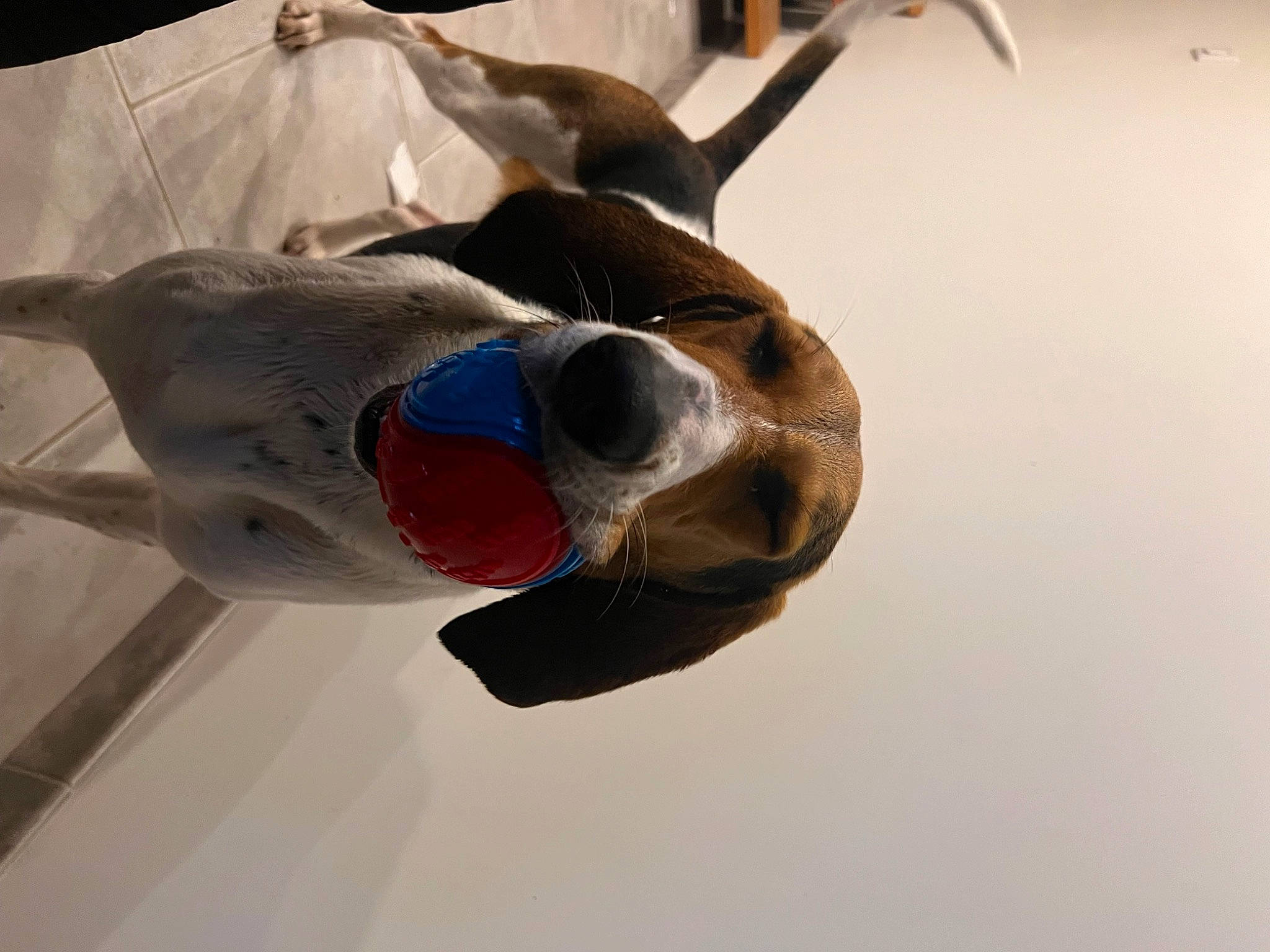 Tsune participe au concours pour gagner de l'argent avec cette photo : canidae, carmine, carnivore, companion_dog, dog, dog_breed, eyewear, fawn, fish, freezing, goggles, head, jaw, personal_protective_equipment, snout, sporting_group, sunglasses, whiskers, winter, working_animal