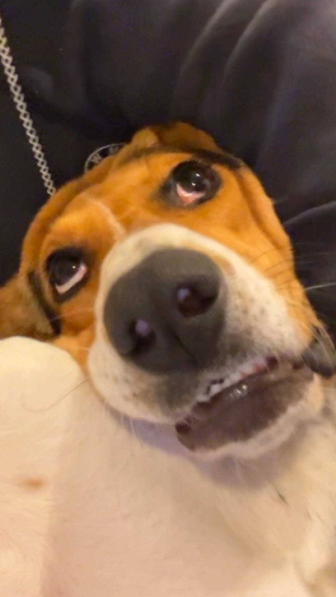 Tsune a rejoint le concours — aidez-le/la à gagner de superbes lots ! basset_hound, beagle, canidae, carnivore, collar, companion_dog, dog, dog_breed, dog_collar, ear, eyewear, fawn, fur, hound, pet_supply, scent_hound, snout, sporting_group, whiskers, working_animal