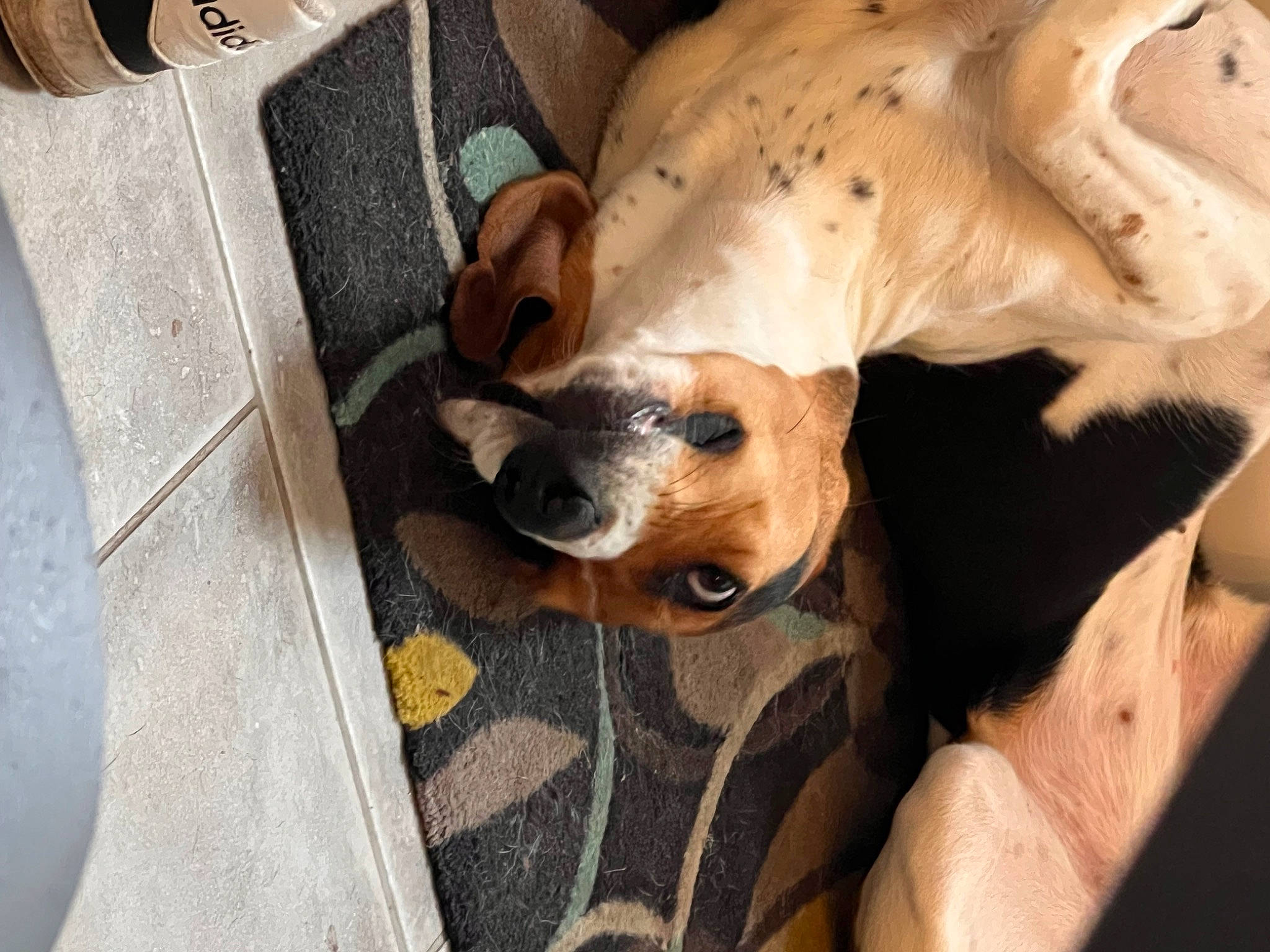 Tsune a rejoint le concours — aidez-le/la à gagner de superbes lots ! canidae, carnivore, comfort, companion_dog, dog, dog_breed, dog_supply, fawn, fur, non_sporting_group, puppy_love, snout, sporting_group, toy_dog, whiskers, working_animal