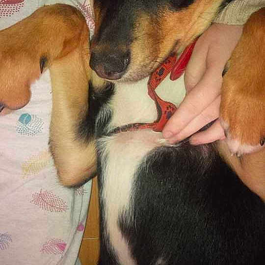 Fudge joined the competition — help win amazing prizes!