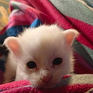 Fripouille a rejoint le concours — aidez-le/la à gagner de superbes lots ! animal, blanket, close_up, cozy, curious, cute, domestic_cat, ears, face, fur, furry, indoor, kitten, pet, sleepy, small, soft, whiskers, white_cat, young