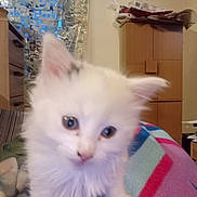 Caline a rejoint le concours — aidez-le/la à gagner de superbes lots ! animal, blanket, blurred, closeup, cozy, curious, curtain, cute, domestic_cat, feline, fluffy, furniture, indoor, kitten, pet, small, soft, white_cat, wooden_cabinet, young