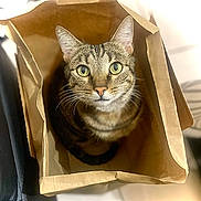 Groot participe au concours pour gagner de l'argent avec cette photo : abyssinian, angora, animal, bag, box, cardboard, carton, cat, document, egyptiancat, kitten, manx, pet, receipt, shoppingbag, text, totebag