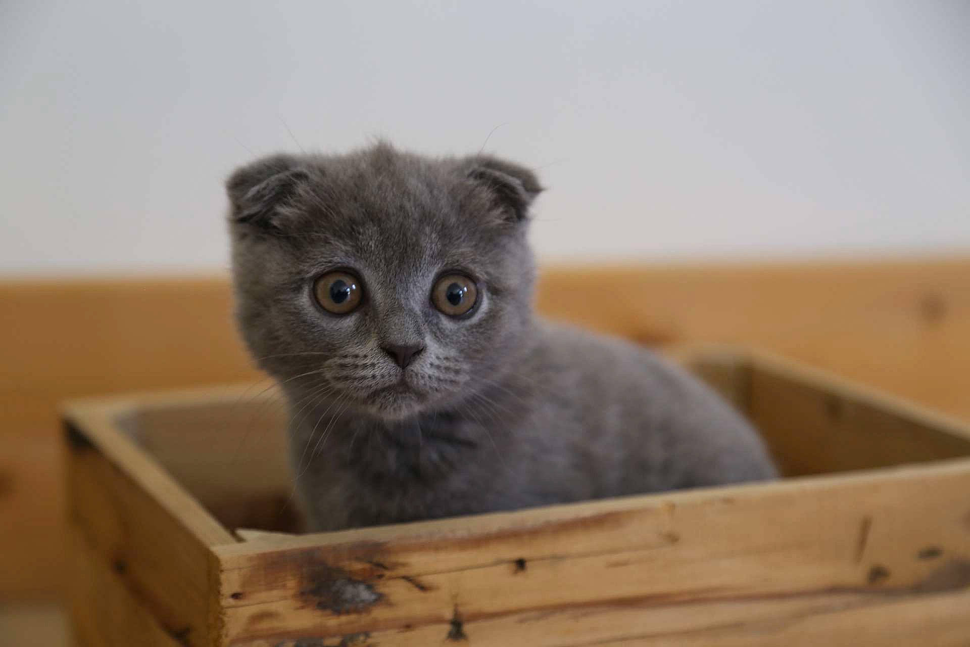 Boo participe au concours pour gagner de l'argent avec cette photo : box, british_longhair, carnivore, cat, domestic_short_haired_cat, fawn, felidae, fur, hardwood, russian_blue, scottish_fold, small_to_medium_sized_cats, snout, terrestrial_animal, whiskers, window, wood