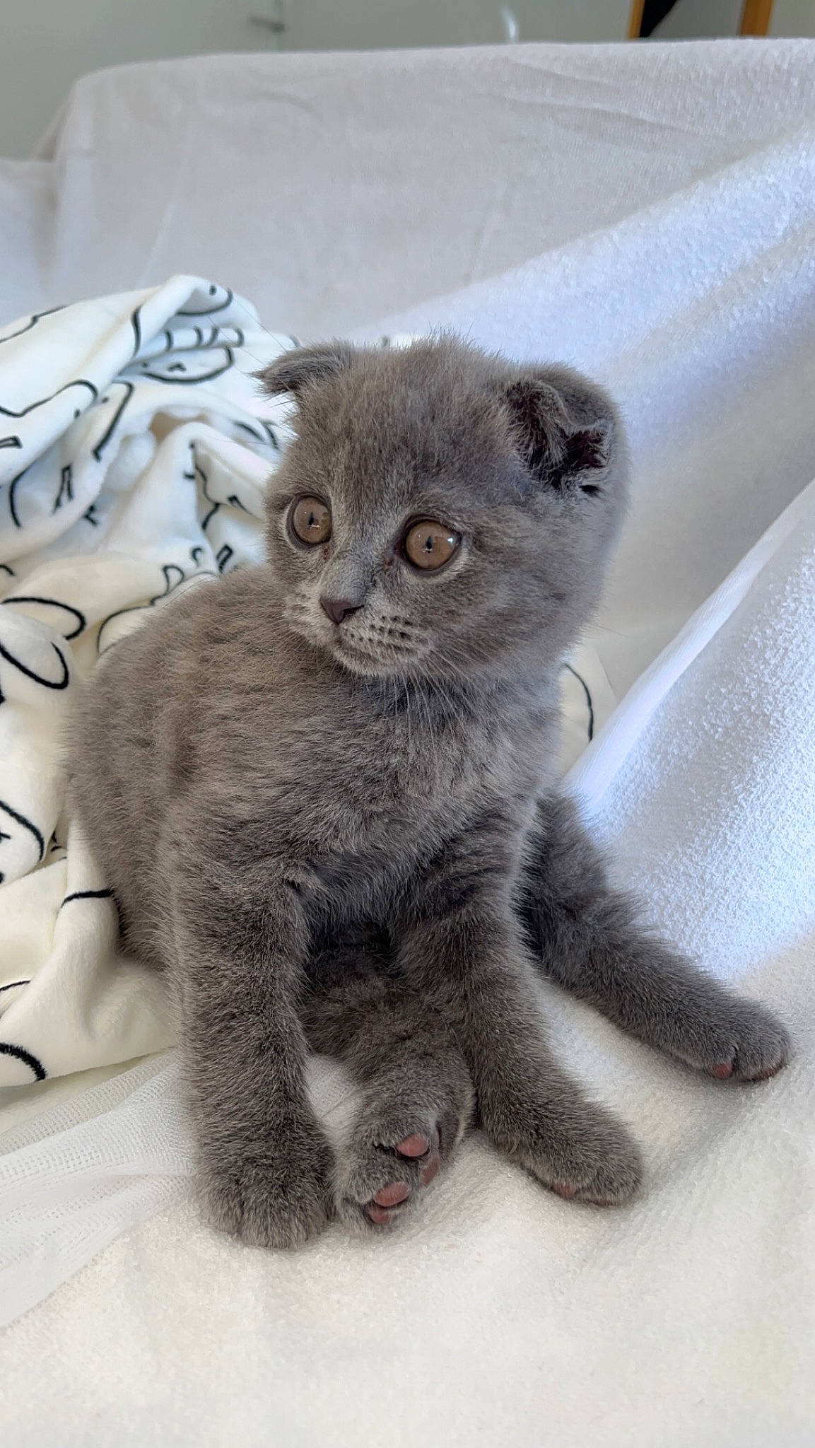 Boo a rejoint le concours — aidez-le/la à gagner de superbes lots ! carnivore, cat, claw, domestic_short_haired_cat, felidae, fur, grey, paw, plant, russian_blue, small_to_medium_sized_cats, snout, tail, terrestrial_animal, whiskers, window