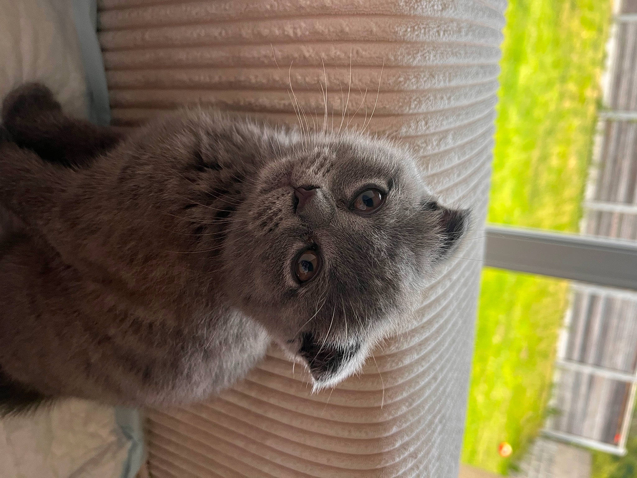 Boo participe au concours pour gagner de l'argent avec cette photo : animal_shelter, cage, carnivore, claw, domestic_short_haired_cat, fawn, felidae, fur, koala, marsupial, mesh, procyonidae, small_to_medium_sized_cats, snout, terrestrial_animal, whiskers, wildlife